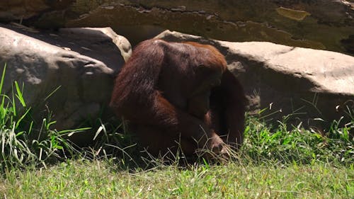 A Sleeping Orangutan