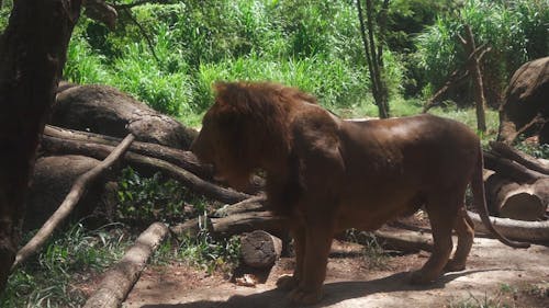 Lion at the Forest