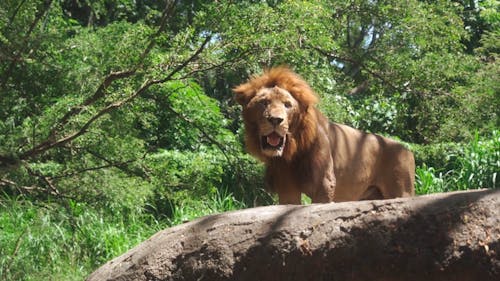 Lion Standing on a Rock