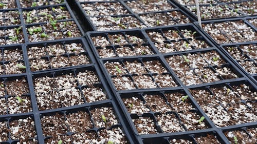 Growing Seedlings in a Pot Plants