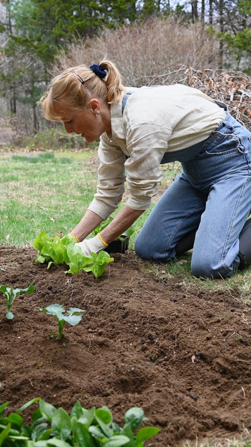 Woman Planting Plants