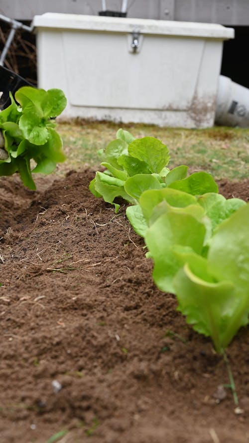 Person Planting Lettuce