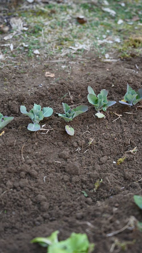 Sprouts Planted on Soil