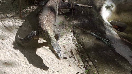 Monitor Lizard in Its Habitat