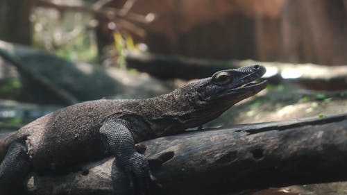 Monitor Lizard on a Branch of Tree