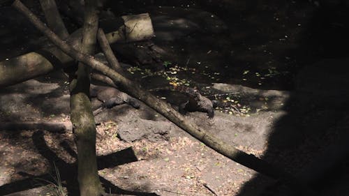 Monitor Lizard in Its Habitat