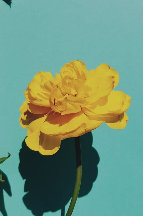 Close-Up Video of a Yellow Flower