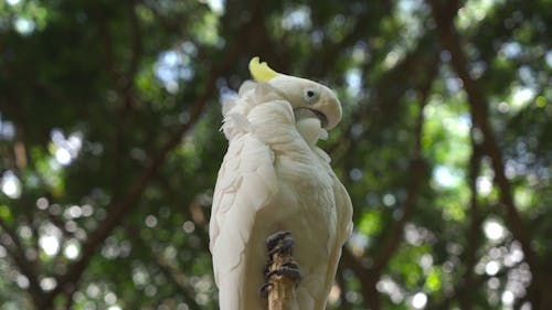 A Cockatoo on a Tree Branch