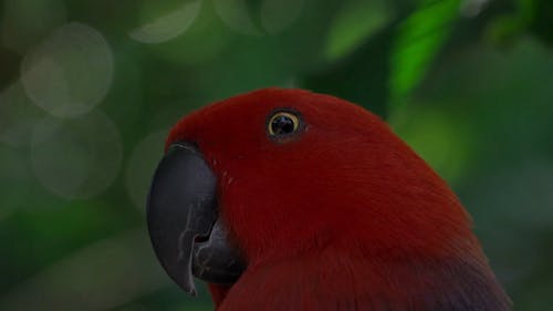 Close Up Video of a Parrot