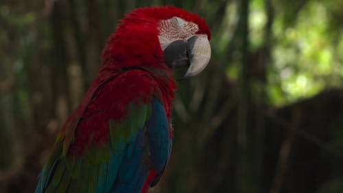 Close Up Video of a Parrot