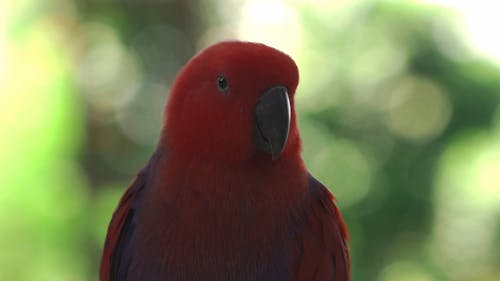 Portrait Photo of a Colorful Bird