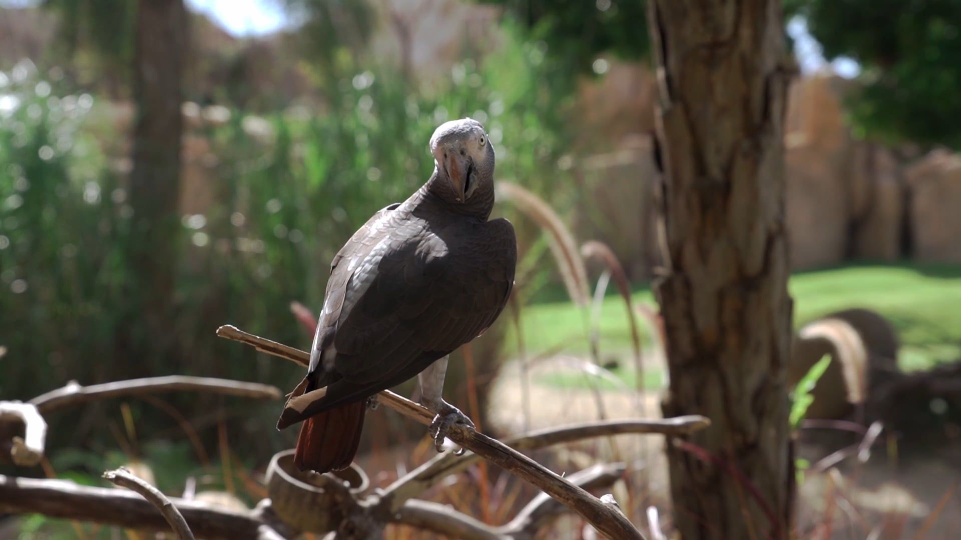 Close-Up View of a Parrot Free Stock Video Footage, Royalty-Free 4K ...