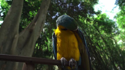 Low Angle Shot of a Bird