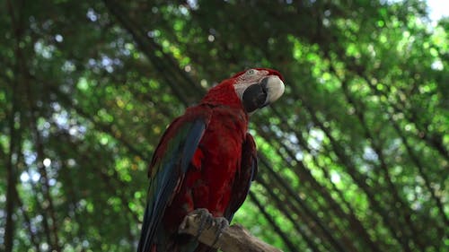 Low Angle Shot of a Parrot