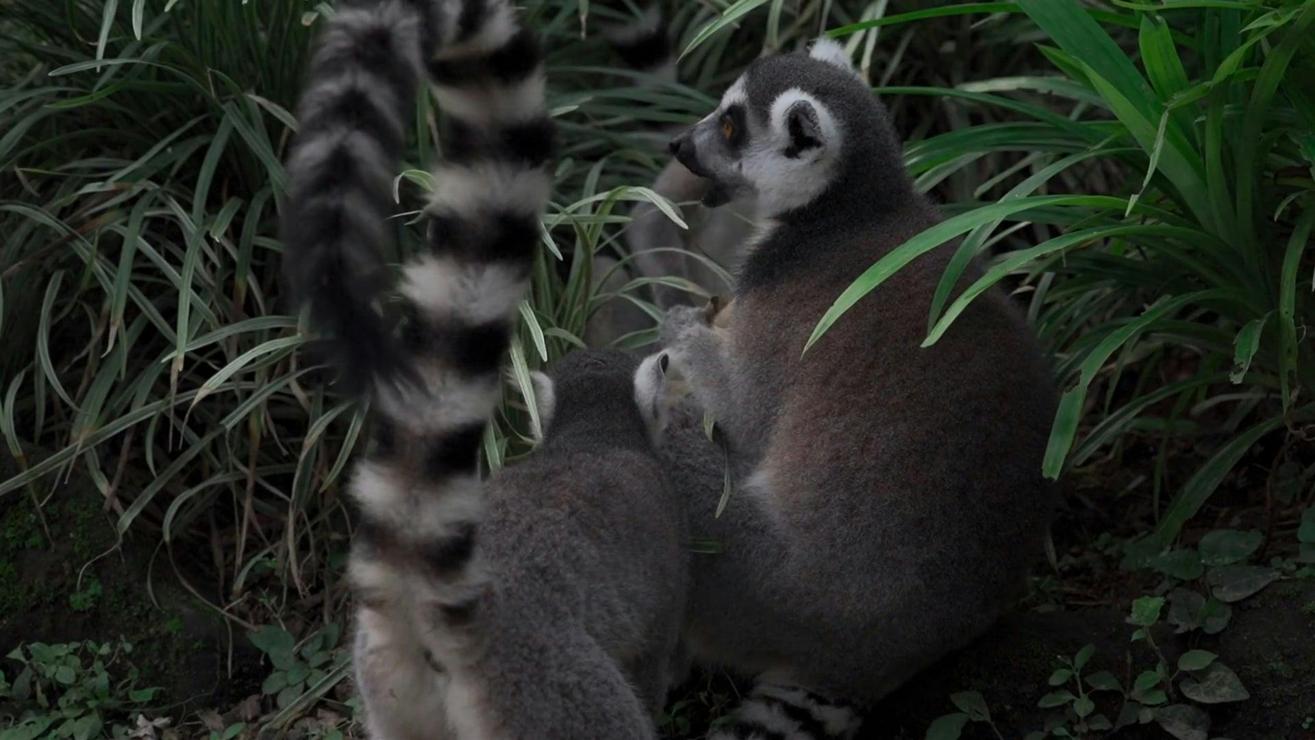 Raccoons Eating on the Grass Free Stock Video Footage, RoyaltyFree 4K