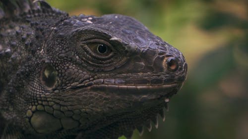Close Up Shot of a Iguana