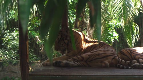 Tiger Videos, Download The BEST Free 4k Stock Video Footage & Tiger HD Video  Clips