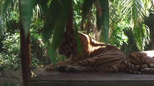 Bengal Tiger Licking its Paws