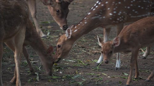 Deer Eating Together in the Outdoors