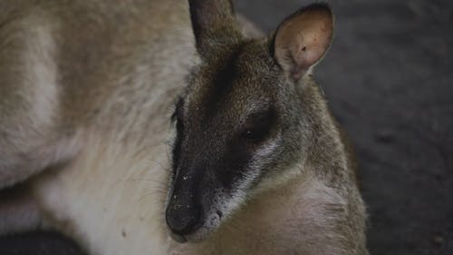 Kangaroo Videos, Download The BEST Free 4k Stock Video Footage & Kangaroo HD Video Clips Kangaroo Videos, Download The BEST Free 4k Stock Video Footage & Kangaroo HD Video Clips