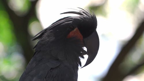 Close Up Shot of a Palm Cockatoo