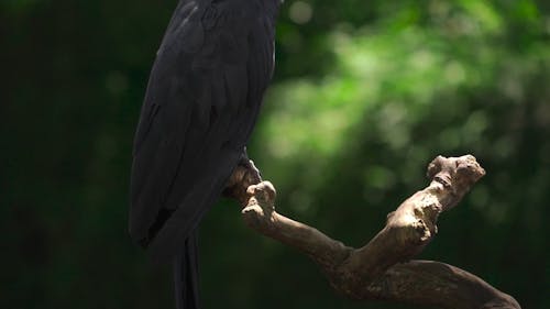 Black Parrot on Tree Branch Outdoors