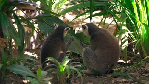 Group of Lemurs Eating Leaves Outdoors