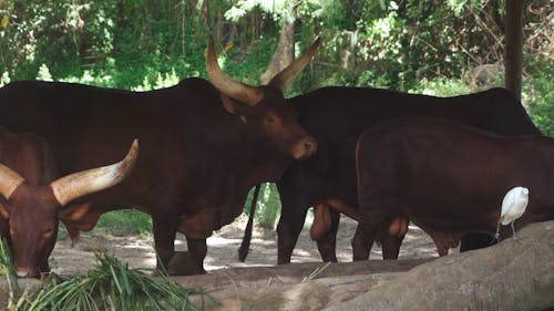 Bulls Eating Grass