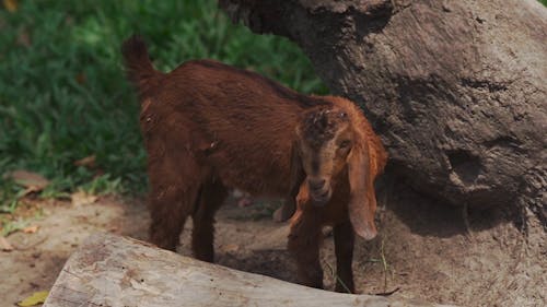 Full Shot of Brown Goat