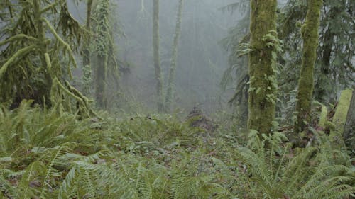 Video of a Forest