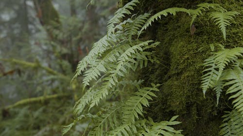 Vegetation Growing on Tree Trunk