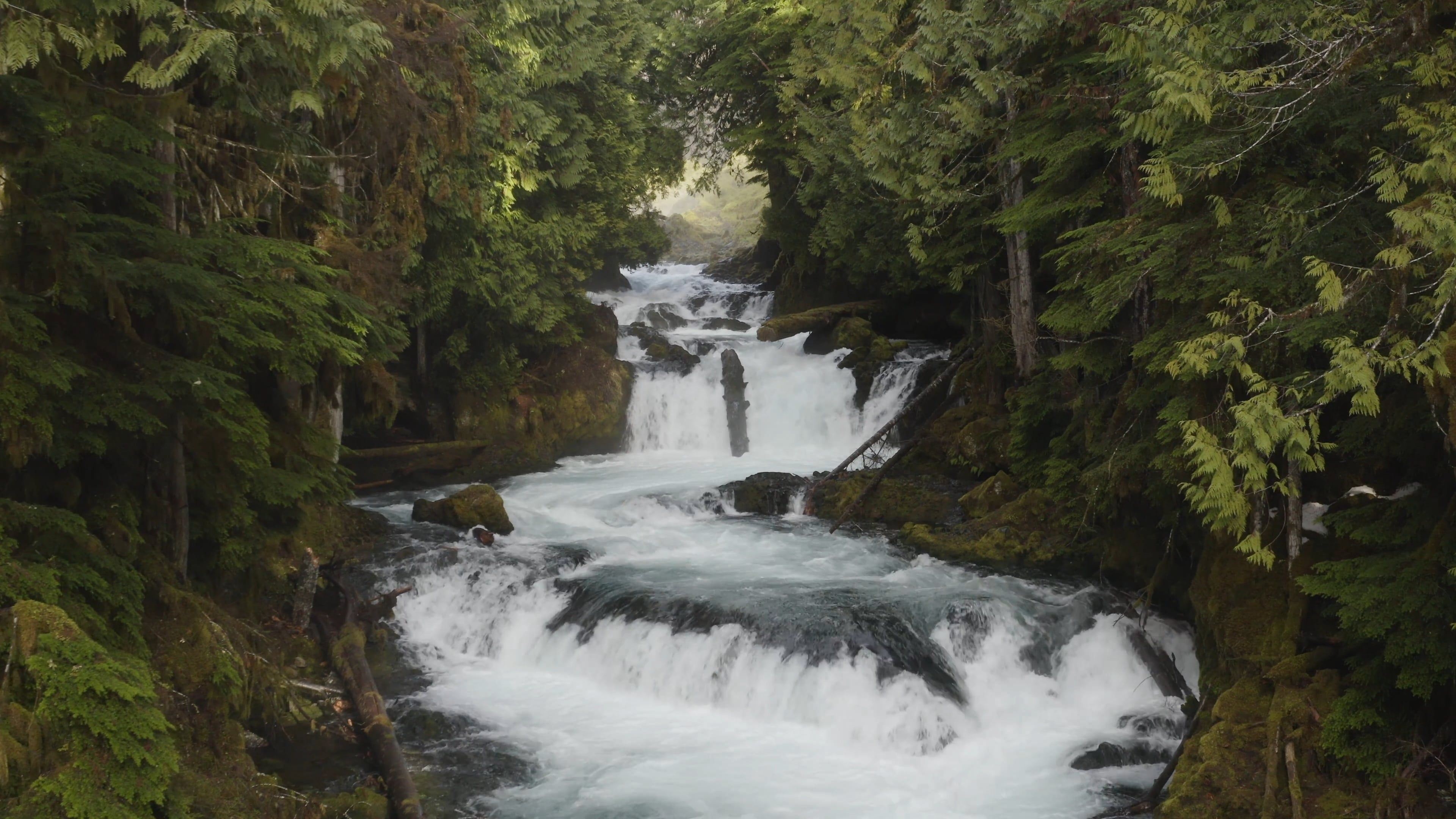 A Flowing River In The Middle Of The Forest Free Stock Video