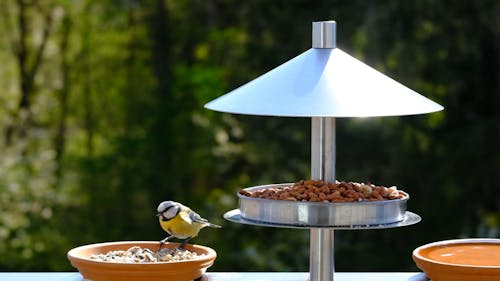 Birds Eating Nuts