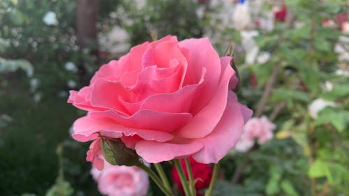 Close-Up View of a Pink Flower