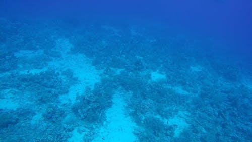 Video of a Dolphin Under the Water