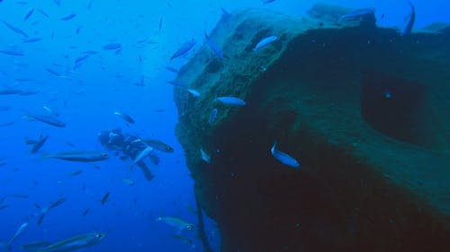 A Scuba Diver Swimming With School Of Fish