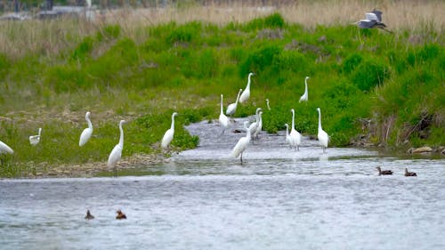 Group of Egret Standing in Water of River