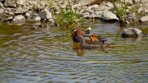 Couple of Colorful Birds on Lake