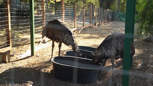 Emu Drinking Water