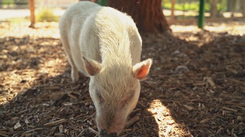 Pig Videos, Download The BEST Free 4k Stock Video Footage & Pig HD Video  Clips
