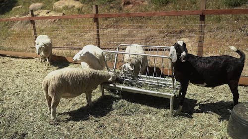 Sheep Eating Grass