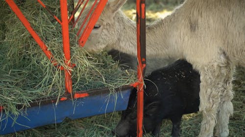 Sheeps Eating Grass