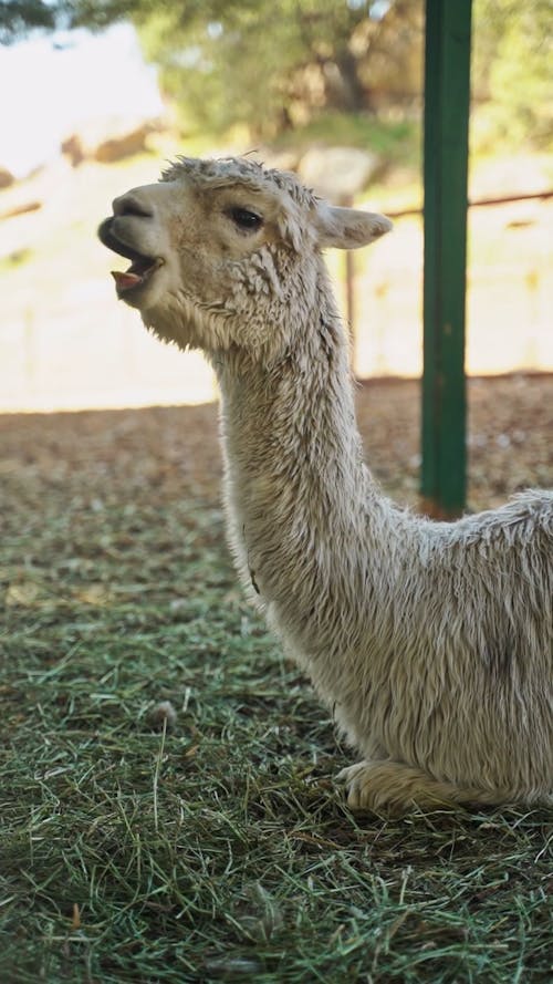 Close Up Video of Llama