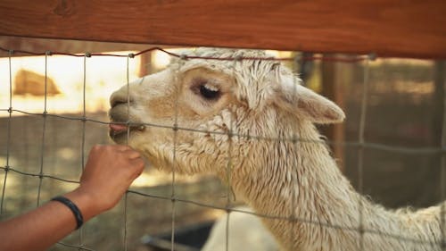 Llama Videos, Download The BEST Free 4k Stock Video Footage & Llama HD Video Clips Llama Videos, Download The BEST Free 4k Stock Video Footage & Llama HD Video Clips