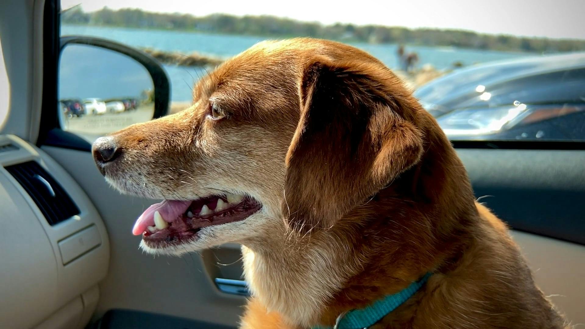 Video by Mark Bellusci