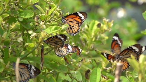 Close Up Video of Butterflies