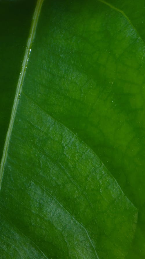 Water Drops on Green Leaf