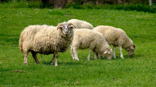 Sheep Grazing Pastures