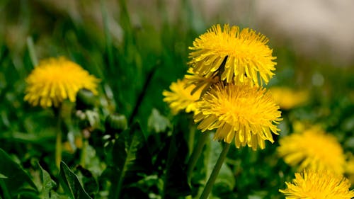 Close Up Video of Yellow Flowers