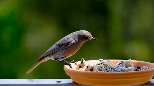 Close Up Video of a Bird Eating